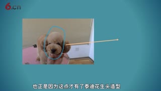 花生头修剪，摩登宠物美容教学视频.